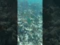Parrotfish on the reef