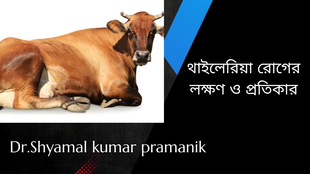 থাইলেরিয়া রোগের লক্ষণ ও প্রতিকার / Dr shymal kumar pramanik