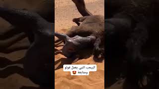 She-Camel give birth