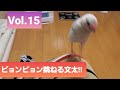 文太のジャンプ!!パステルシルバー文鳥【文太】