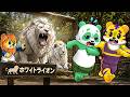 【実写】本物のホワイトライオンに会いに動物園に行ってみた！