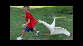 FORGET CATS! Funny KIDS vs ZOO ANIMALS are WAY FUNNIER! - TRY NOT TO LAUGH