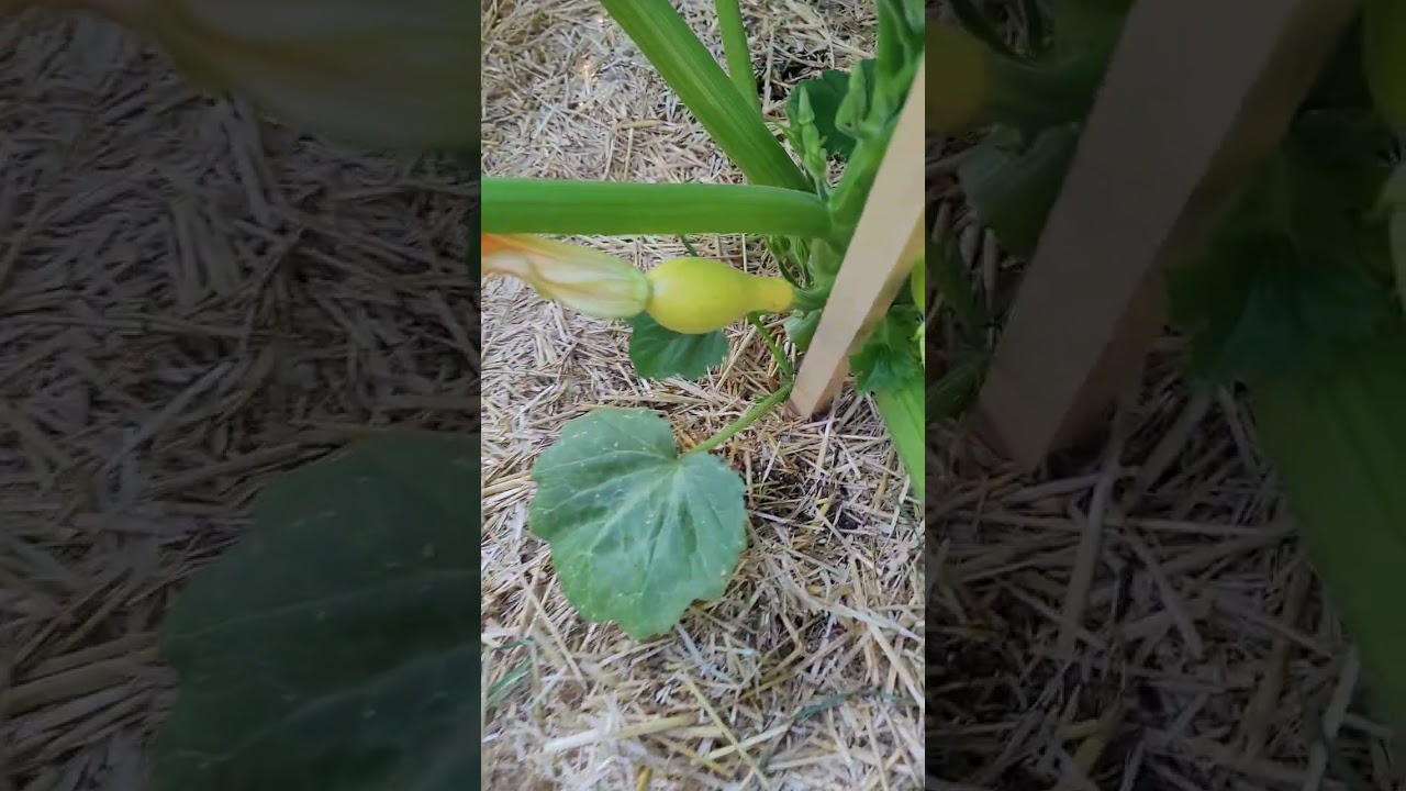 Yellow Crookneck Squash Update 