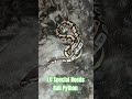 1.0 Special Needs Ball Python #special #needs #specialneeds #ballpython #shark #mouth #reptiles #bp
