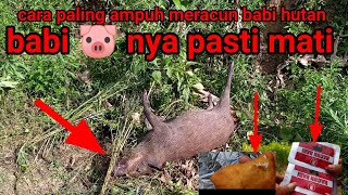 How to poison wild boars that damage gardens, guaranteed to fail (💯% death)