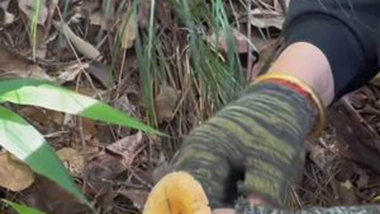 又是收获满满的一天#枞树菌 #现场实拍 #捡不完根本捡不完