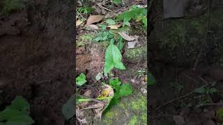 my hobby is crystal mining #viral #nature #crystalsdotcom #lifeisbutadream #trending #trend