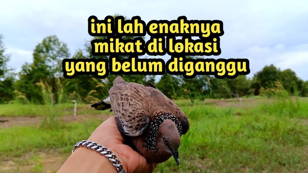 Enaknya Mikat Di Lokasi Yang Belum Pernah Diganggu @tekukur86 - YouTube