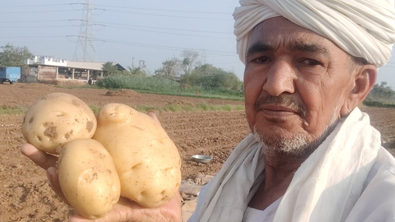 બટાકાની સિઝન ચાલુ થઈ ગઈ છે ખાતી બટાકા લાઇટ શહીદ એકદમ સારી ગામ કંસારી તાલુકો ડીસા જિલ્લો બનાસકાંઠા 