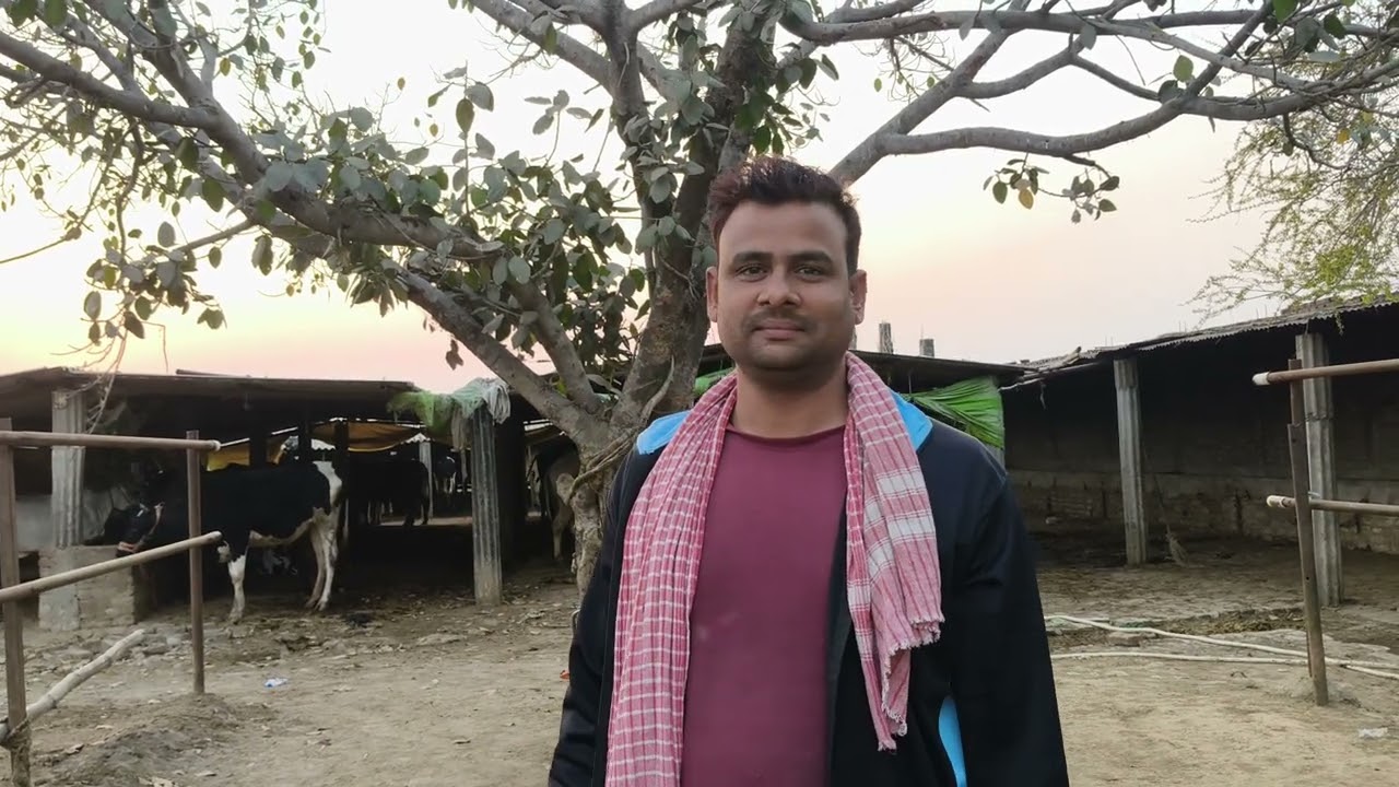 Cow 🐄 for sell in chausa pasu mandi buxar Bihar se nya video S pandey 9155472296