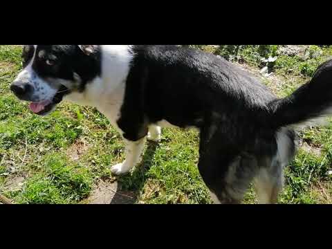 Видео: Относно силния червей за кучета