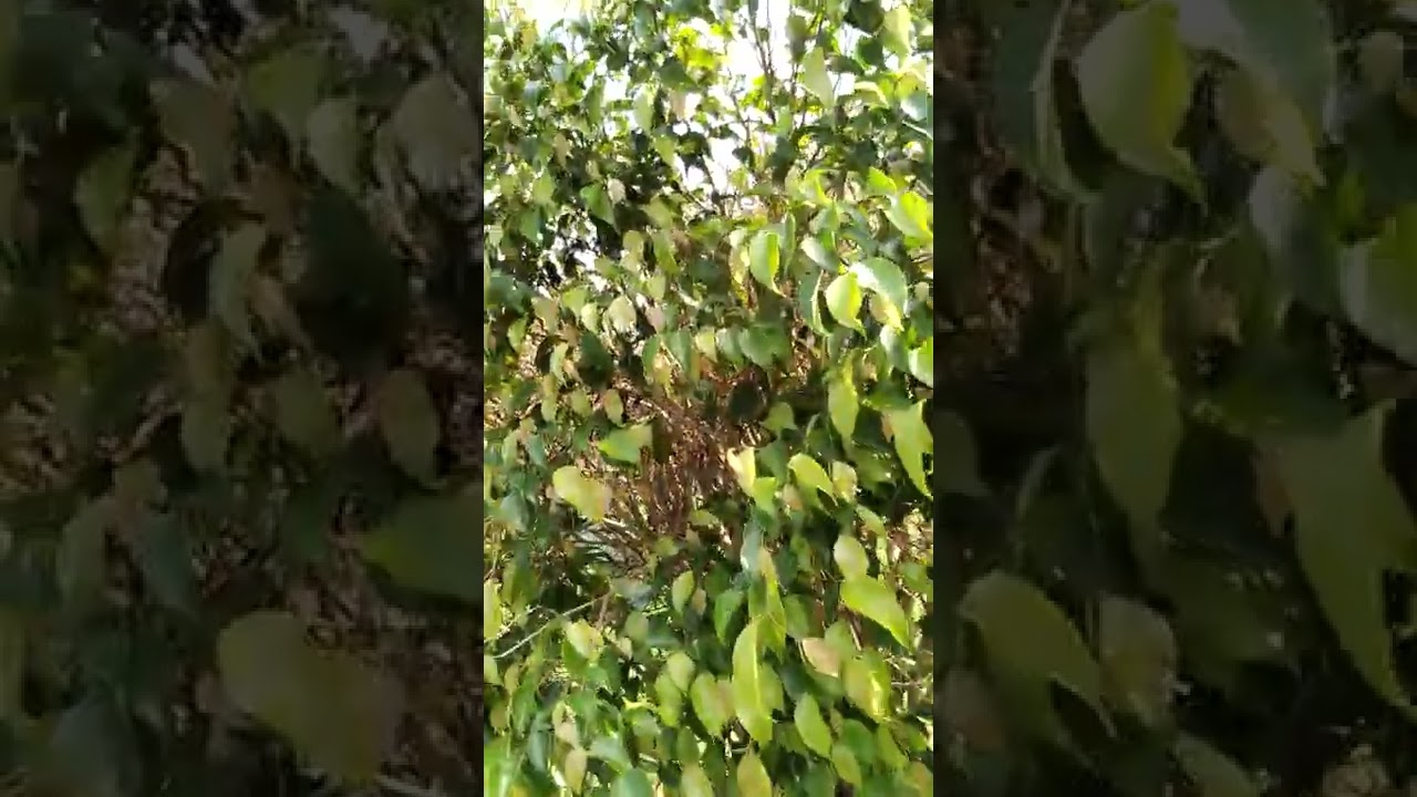 no compres el ficus benjamina sin ver este video. Consejo de jardinero