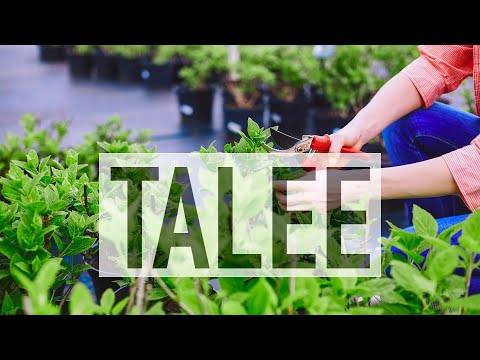 Video: Cos'è una pianta di Thalia: informazioni sulle piante di Thalia in polvere