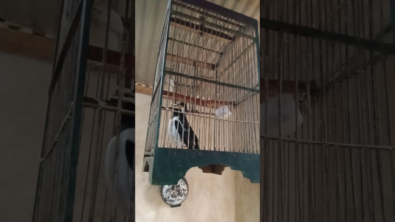 Tembakan burung jalak suren 
