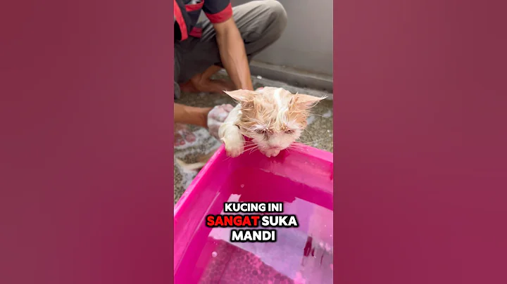 Video 11348431: cat bathing cutecat, cat cutecat funny animal, cat bathing animal cute