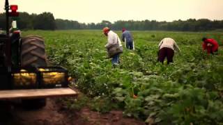 Price Chopper: Produce