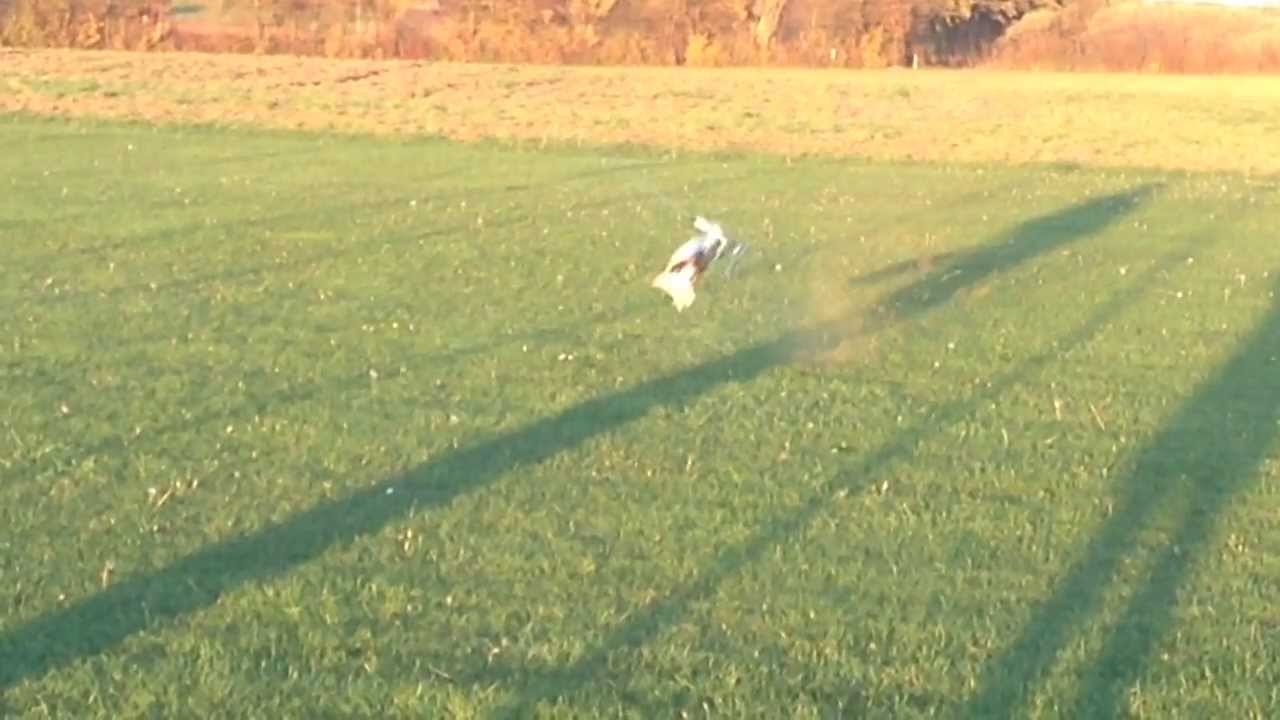 T-Rex 700 DFC HV Pro First Flight - Blades in Gras