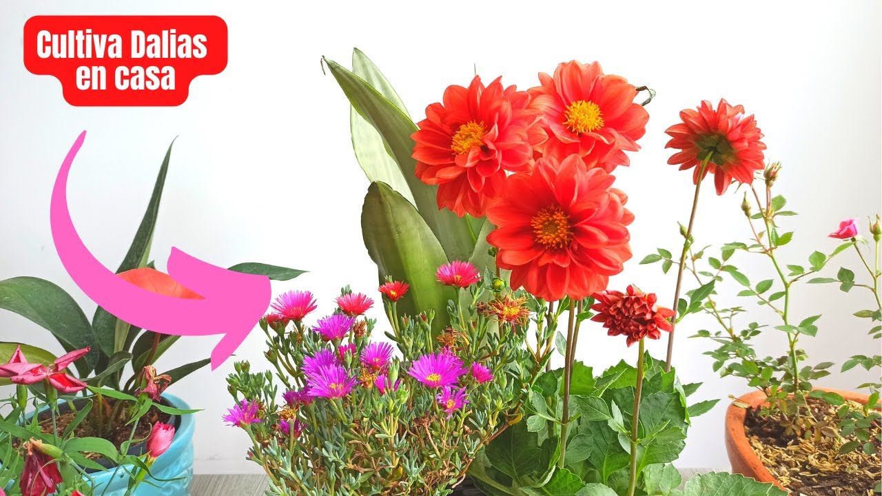 Cultiva dalias en casa de manera correcta
