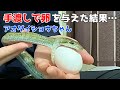 たまごを捕食するかわいいアオダイショウちゃん【蛇の餌やり】　Egg Eating Snake Swallowing an Egg