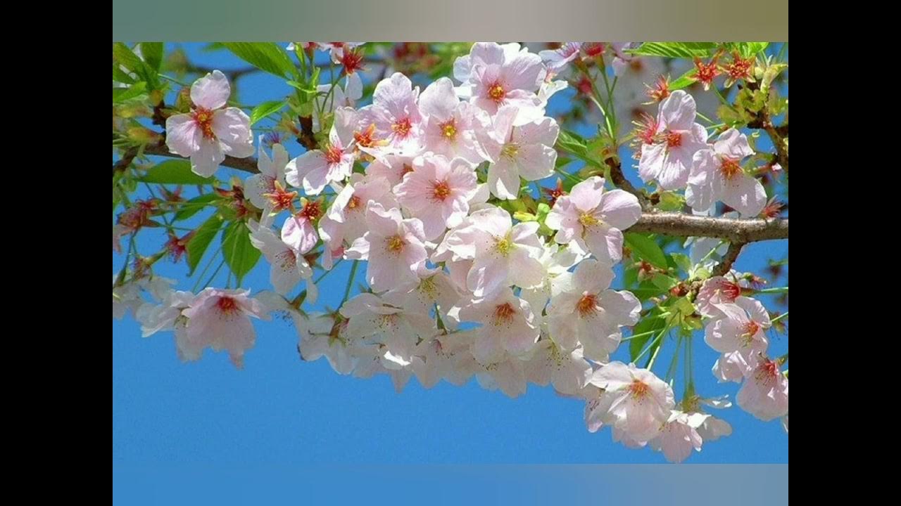 Доброе утро христианские весенние. Добрый день в мае. Прекрасного майского дея. Доброго майского утра и хорошего дня. Пожелания с добрым весенним утром.