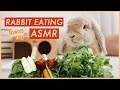 Bunny Eating Crunchy Food ASMR | WahlieTV