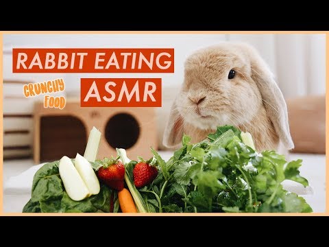 Video: Eating Decorative Rabbits