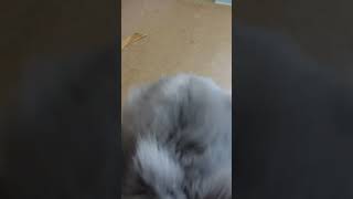 Who's A GRUMPY BUNNY! Bunny Blue Lionhead Rabbit #shorts #youtubeshorts #bunny #rabbit #cute #funny