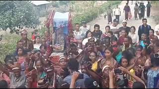 adat tradisi angkat belis amarasi