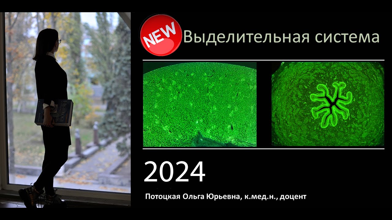 24. Выделительная система - YouTube