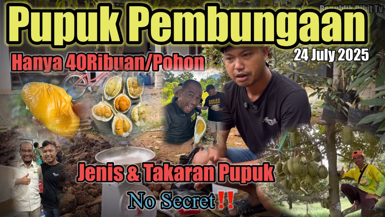 Pupuk Pembungaan Pohon Durian ala Ike Rismen||Biaya Hanya 35-40Ribu/Pohon