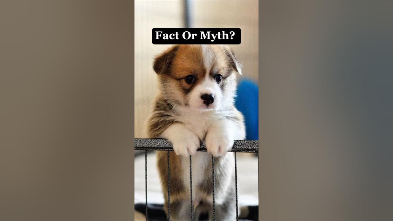 Animal Myths You Still Believe – Ep. 8 | Are Dogs Really Color-Blind?#animalfacts #mythbusted #dog Animal Myths You Still Believe – Ep. 8 | Are Dogs Really Color-Blind?#animalfacts #mythbusted #dog