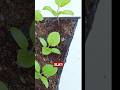 Cara Pindah Tanam Bibit Terong Ungu dari Tray ke Pot | Anti Layu & Cepat Tumbuh!