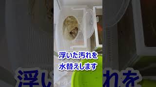アクアリウム】水槽3台をきれいにします（メダカ・金魚・ドジョウ）