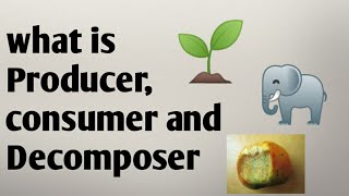 What is consumer, Producer and Decomposer by Smart Study Club What is consumer, Producer and Decomposer by Smart Study Club