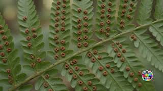 🌸 Flowering and Non-Flowering Plants | Grade 5 Science