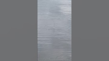 Câu cá diếc-Amazing Fishing Video-#fishing #câucá #釣り #shorts