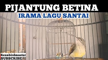 SUARA BURUNG PIJANTUNG PISANG BETINA  #pijantungpisanggacor #pijantung #pijantungpisang