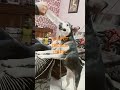 MY PET NAMED Annie #shorts #youtubeshorts #viralvideo #pets #petlover