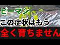 【ピーマン】まさかの失敗です。。全く大きくならないこの症状はもう限界です。【家庭菜園】