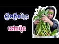 Japanese wild garlic leaf