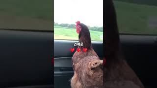 2024년 7월 17일 닭띠 운세 #오늘의운세 #띠별운세 #닭띠