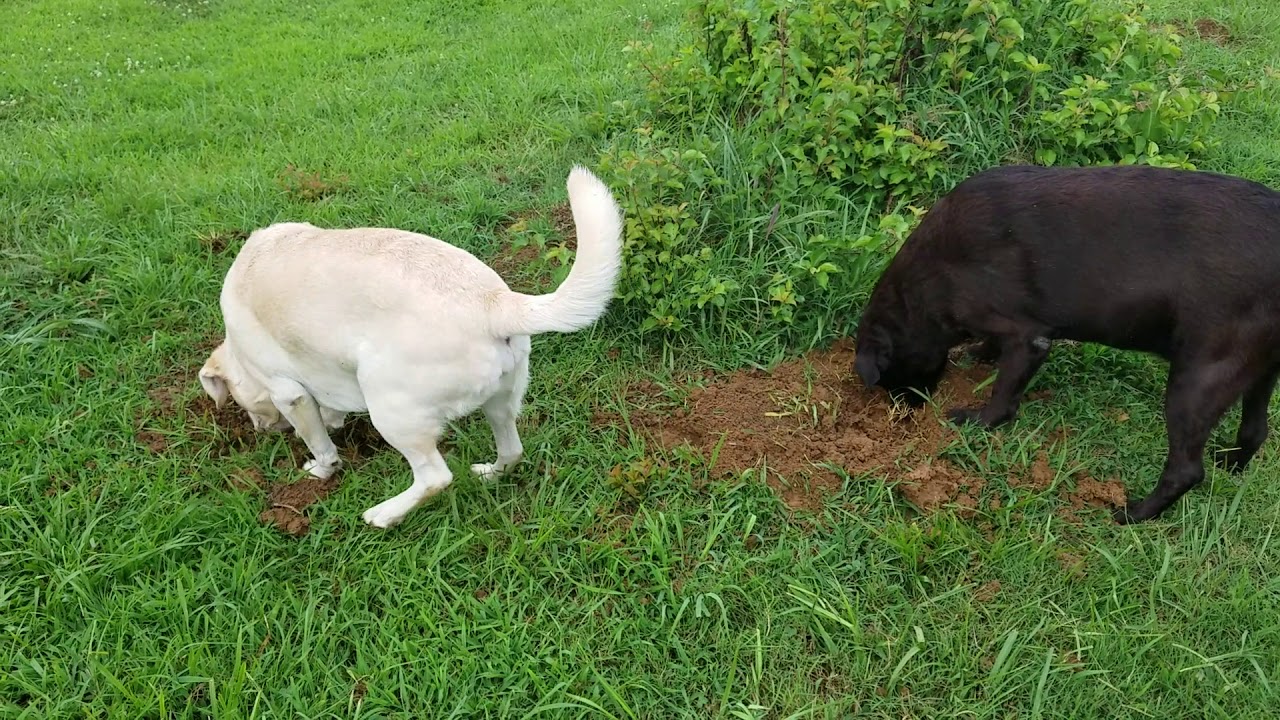 Dogs digging for moles YouTube
