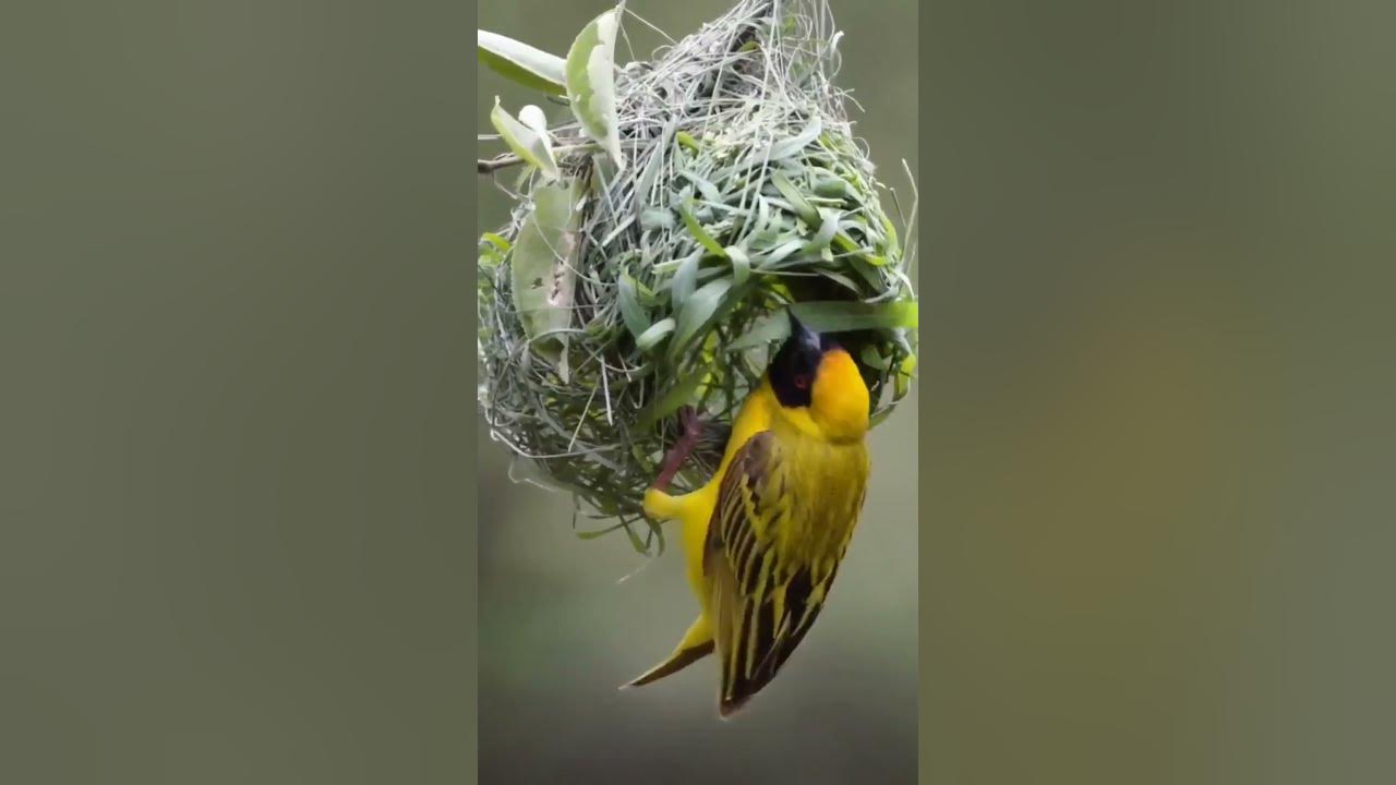  Bird Nest Preparation birds nest hummingbird viral 