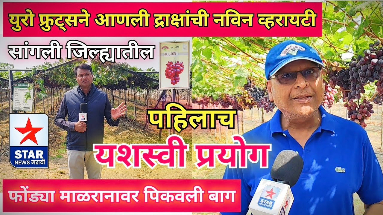युरो फ्रुट्सने भारतात आणली द्राक्षांची नविन व्हरायटी; सांगली जिल्ह्यातील पहिलाच यशस्वी प्रयोग..