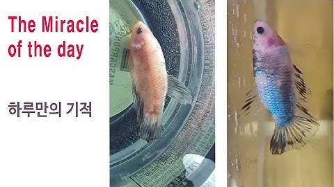 하루만에 베타질병을 완치했다.(베타키우기) 지난번 완치하고 3주후