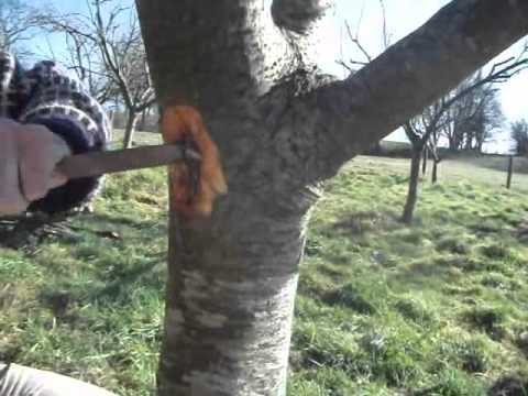 Video: Bacterial Canker Of Cherry: Lær om bakteriel Canker On Cherry Trees