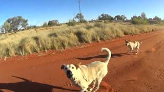 Angry hungry camp Dogs
Packs of camp Dogs inhabit remote central Australian communities, ready to attack passing vehicles and love to rip off rubber mud flaps! Angry hungry camp Dogs