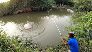 incredible fishing🎣|big cat fish||Redbilled fish catch and how the  fisherman dealt|| 🐟