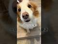 ボーダーコリーを飼う人へ、ツンデレを同時に味わえる散歩 #わんだブログ #vlog #bordercollie #犬 #猫#中年