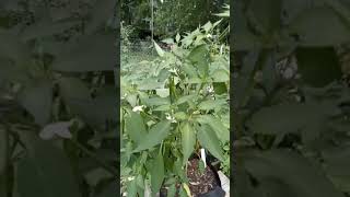 Mo peppers featuring The Ring of Fire pepper